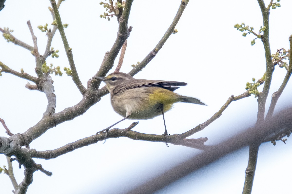 Palm Warbler - ML328368831