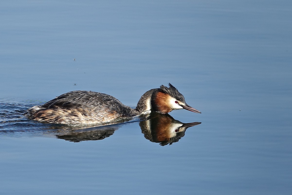 Great Crested Grebe - ML328368951