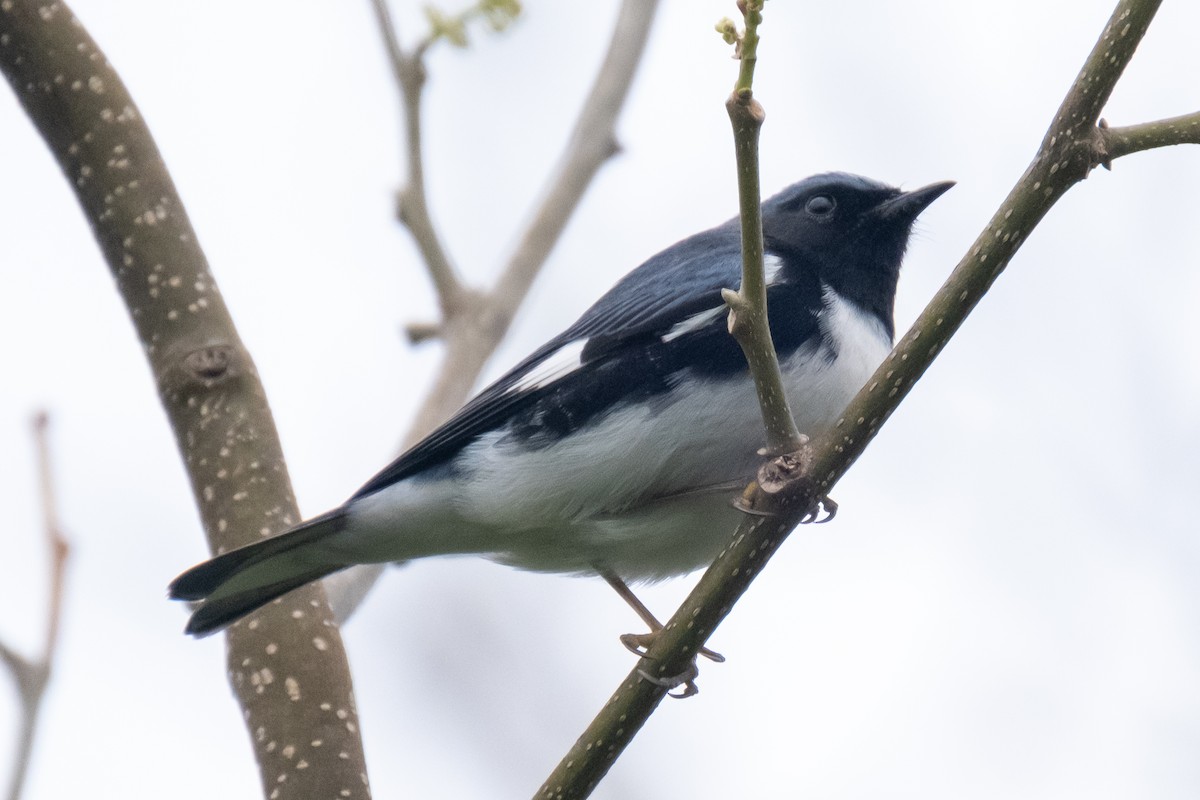 Black-throated Blue Warbler - ML328368991