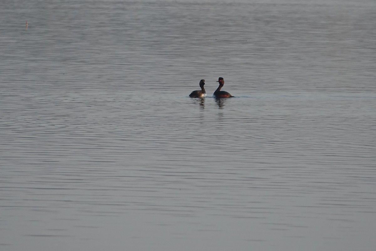 Eared Grebe - ML328369021