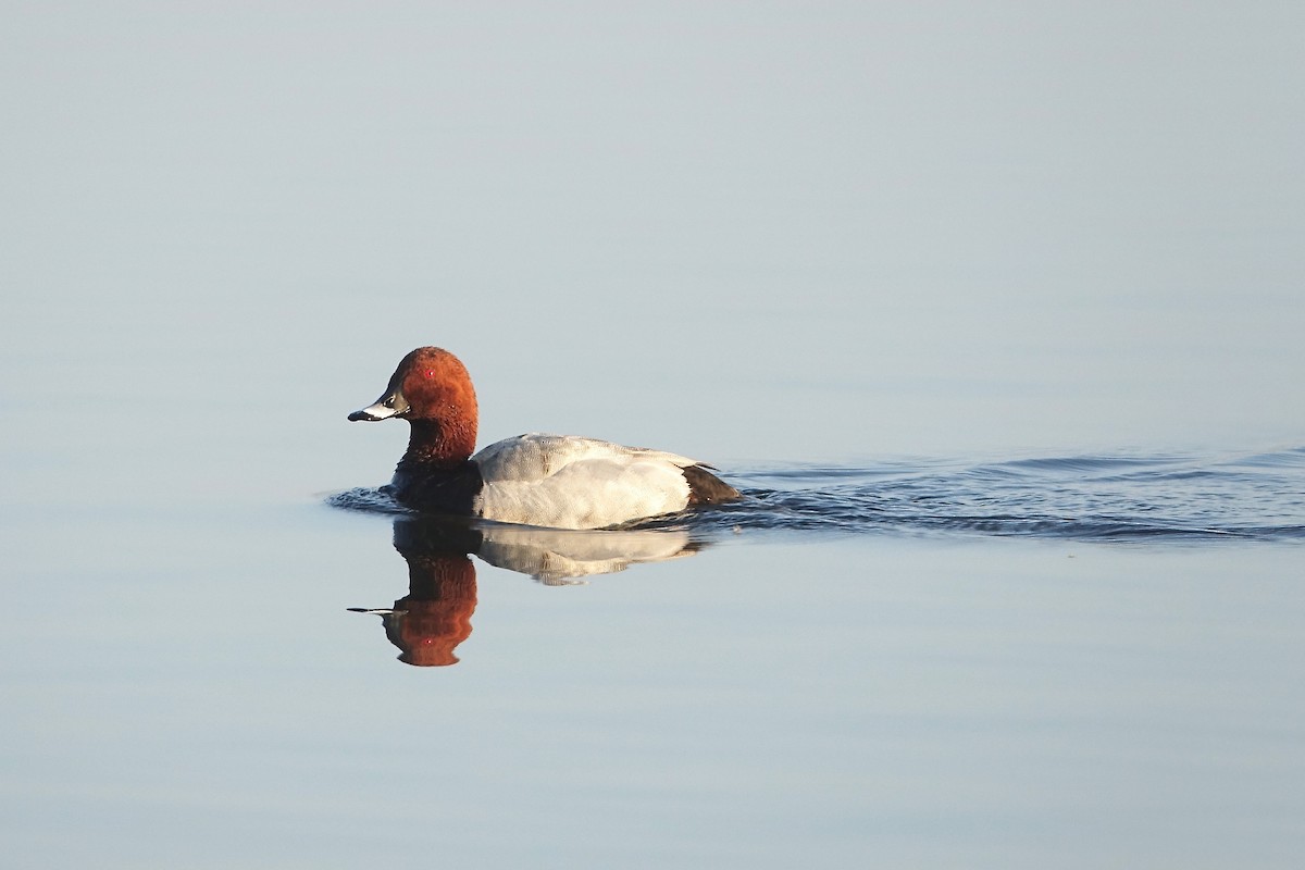 Common Pochard - ML328369131