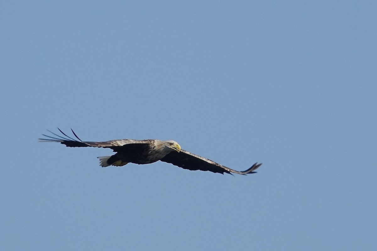 White-tailed Eagle - ML328369181