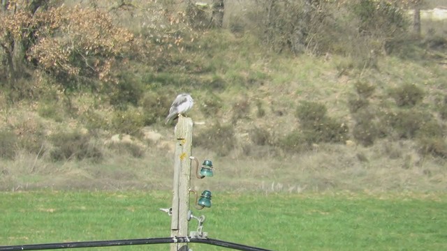 Black-winged Kite - ML328369271