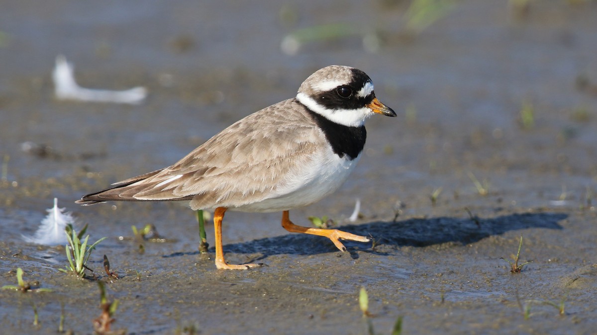 Common Ringed Plover - Daniel Jauvin