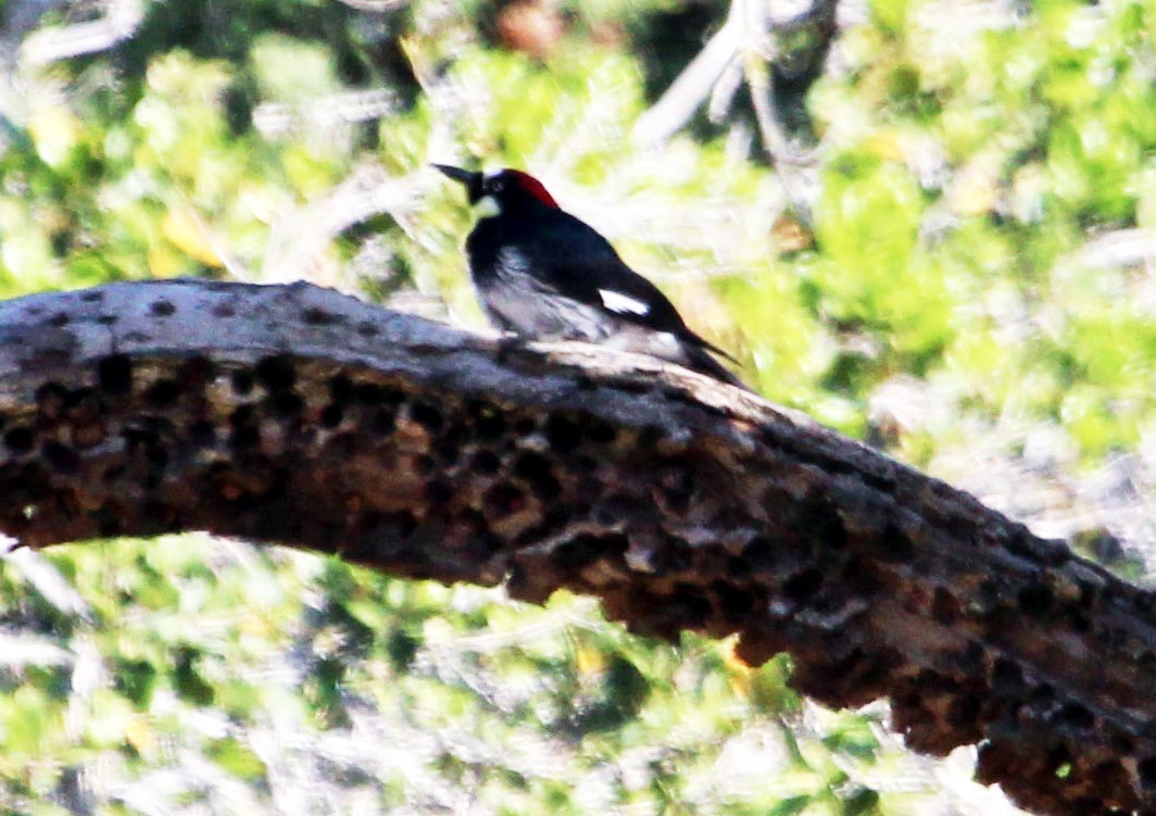 Acorn Woodpecker - ML328371691