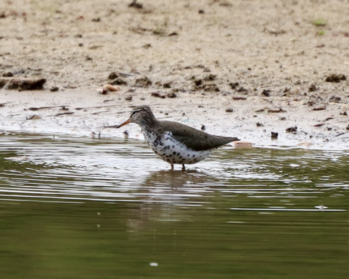 Spotted Sandpiper - ML328371901