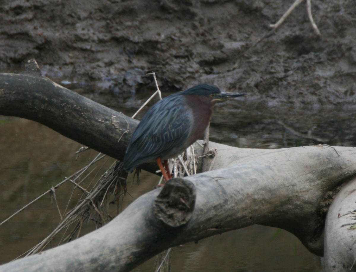 Green Heron - ML328372161