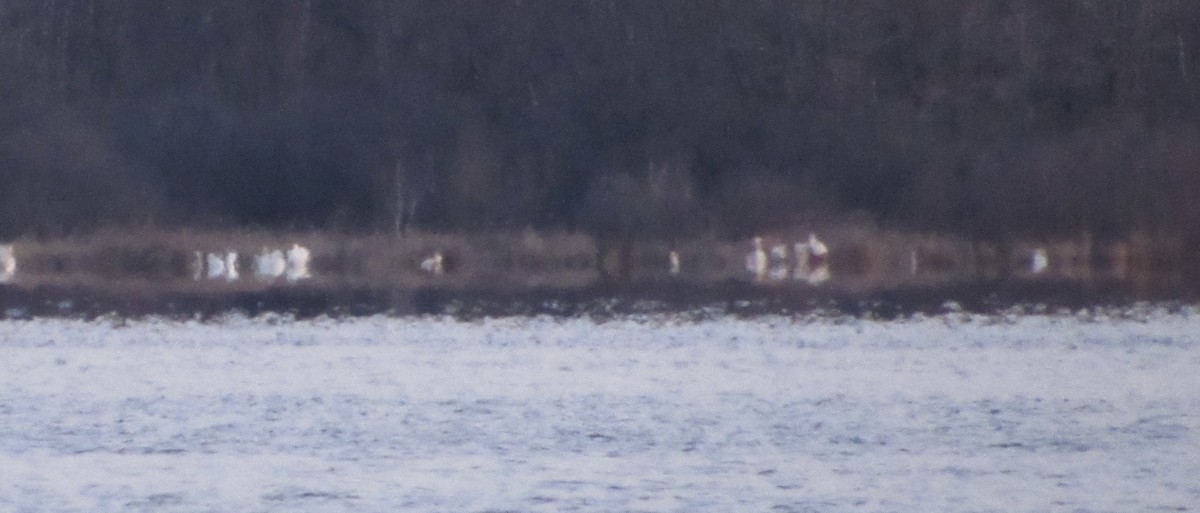 American White Pelican - ML328373701