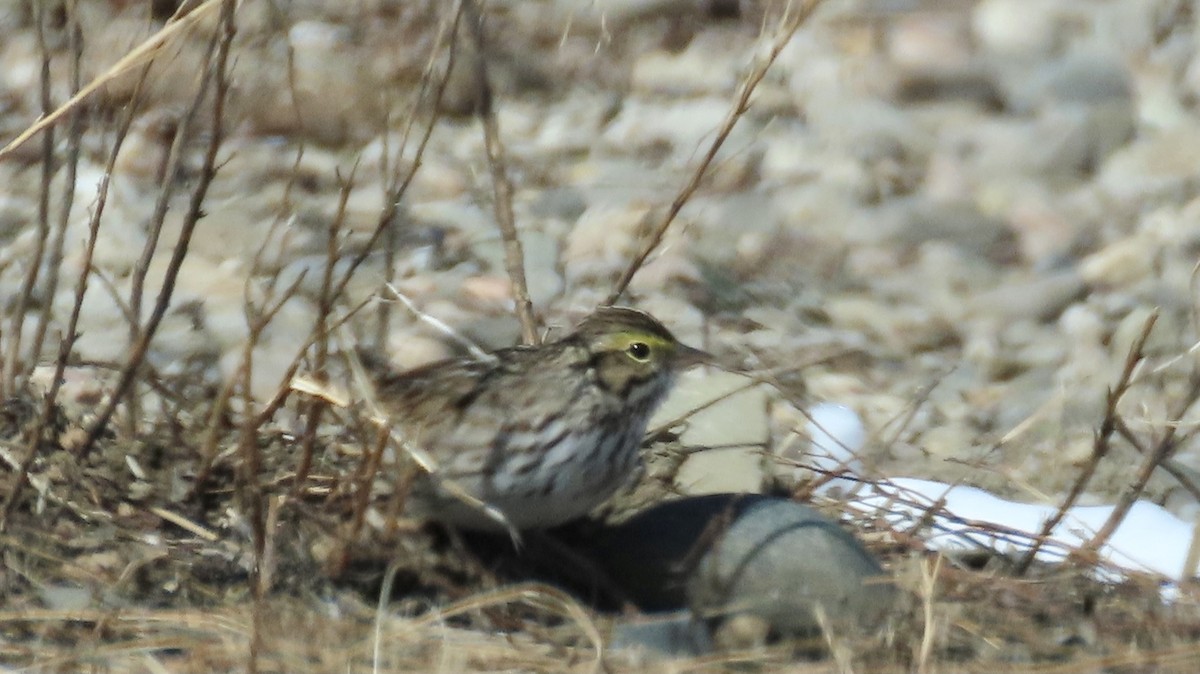 Savannah Sparrow - ML328376131