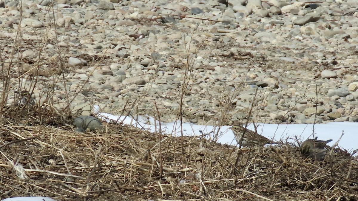 Savannah Sparrow - ML328376151
