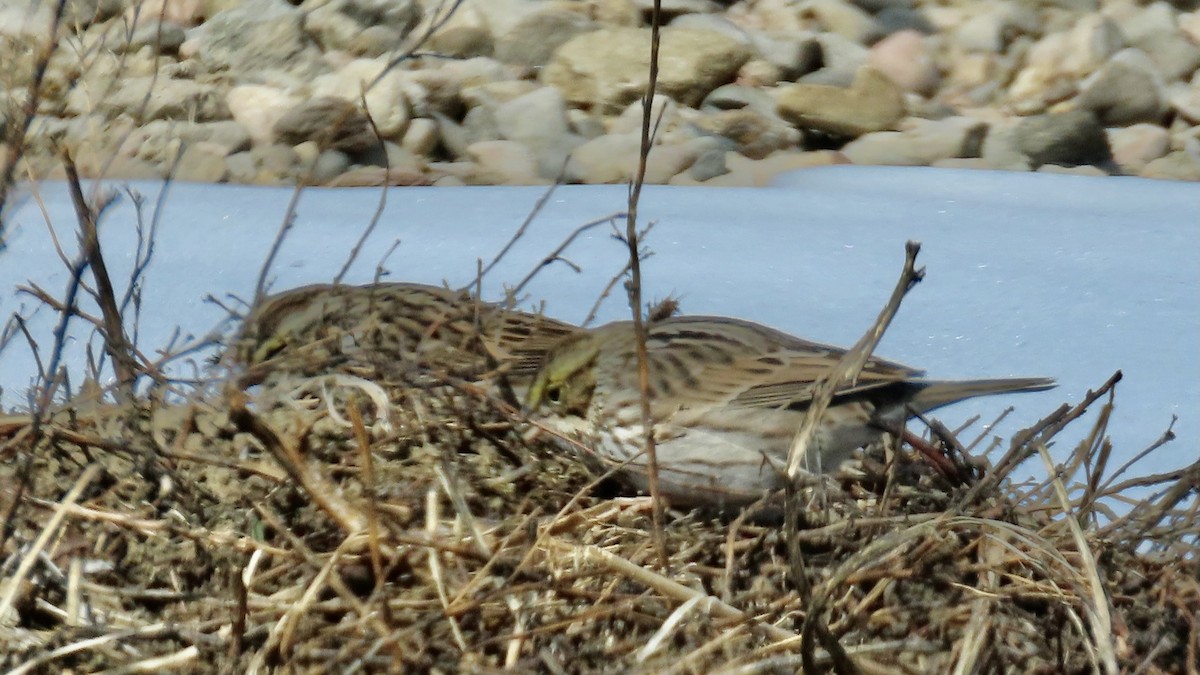 Savannah Sparrow - ML328376161
