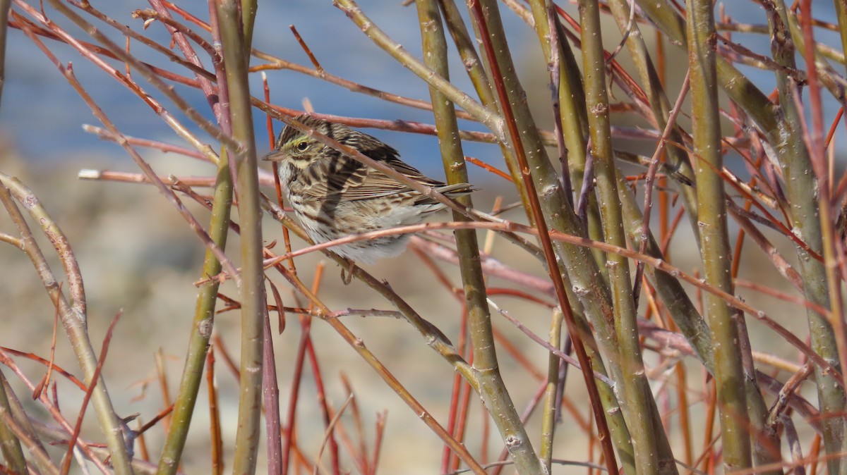 Savannah Sparrow - ML328376301