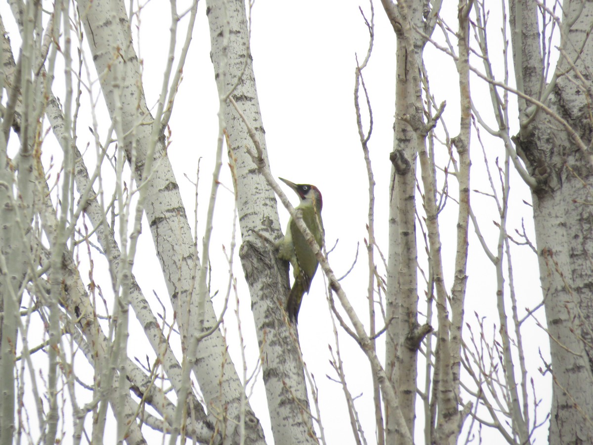 Eurasian Green Woodpecker (Eurasian) - Houman Doroudi