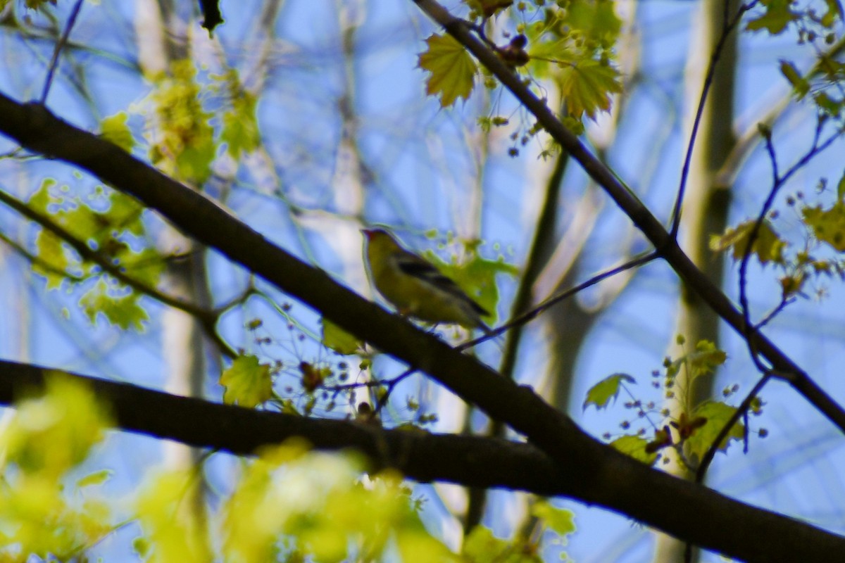 American Goldfinch - ML328377781