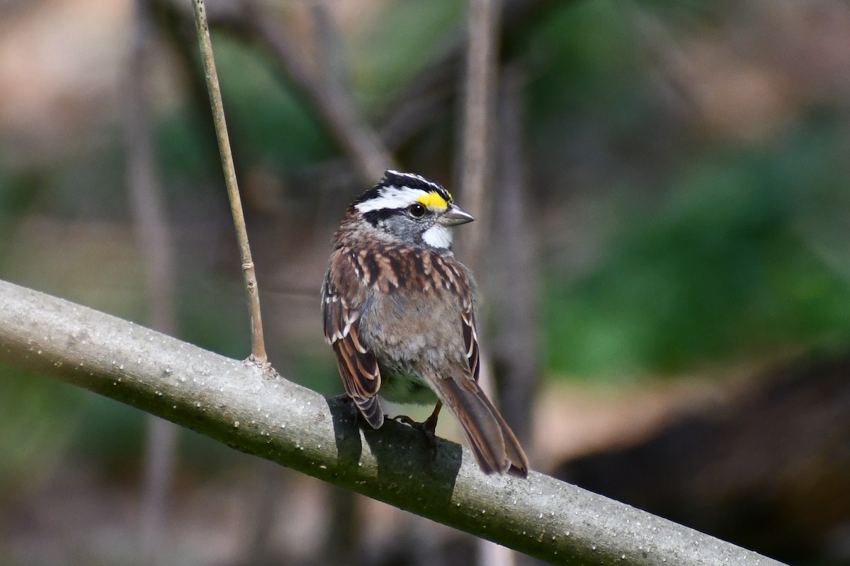 White-throated Sparrow - ML328378211