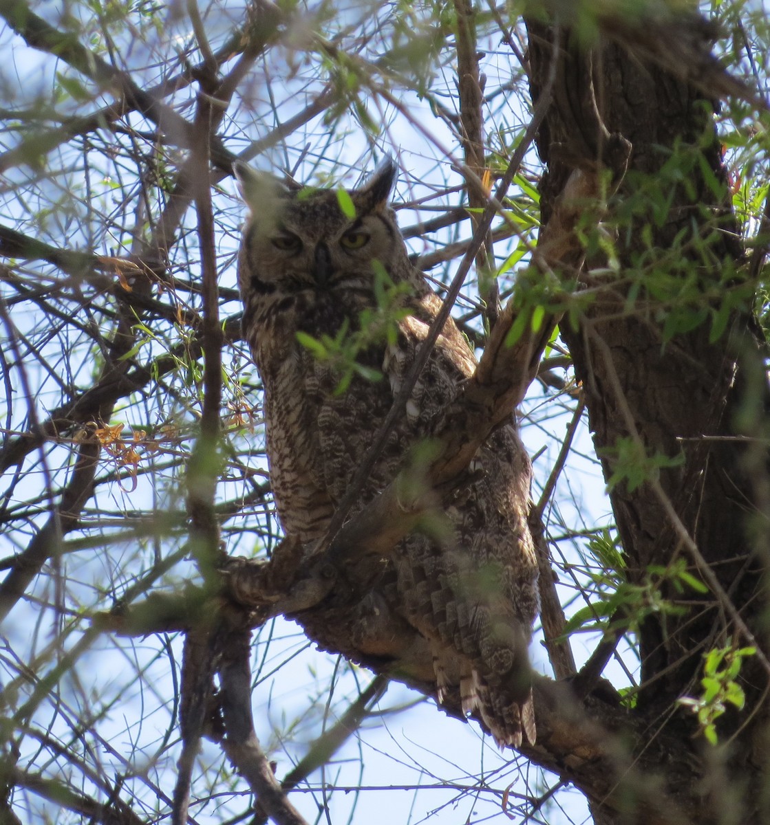 Great Horned Owl - ML328380601