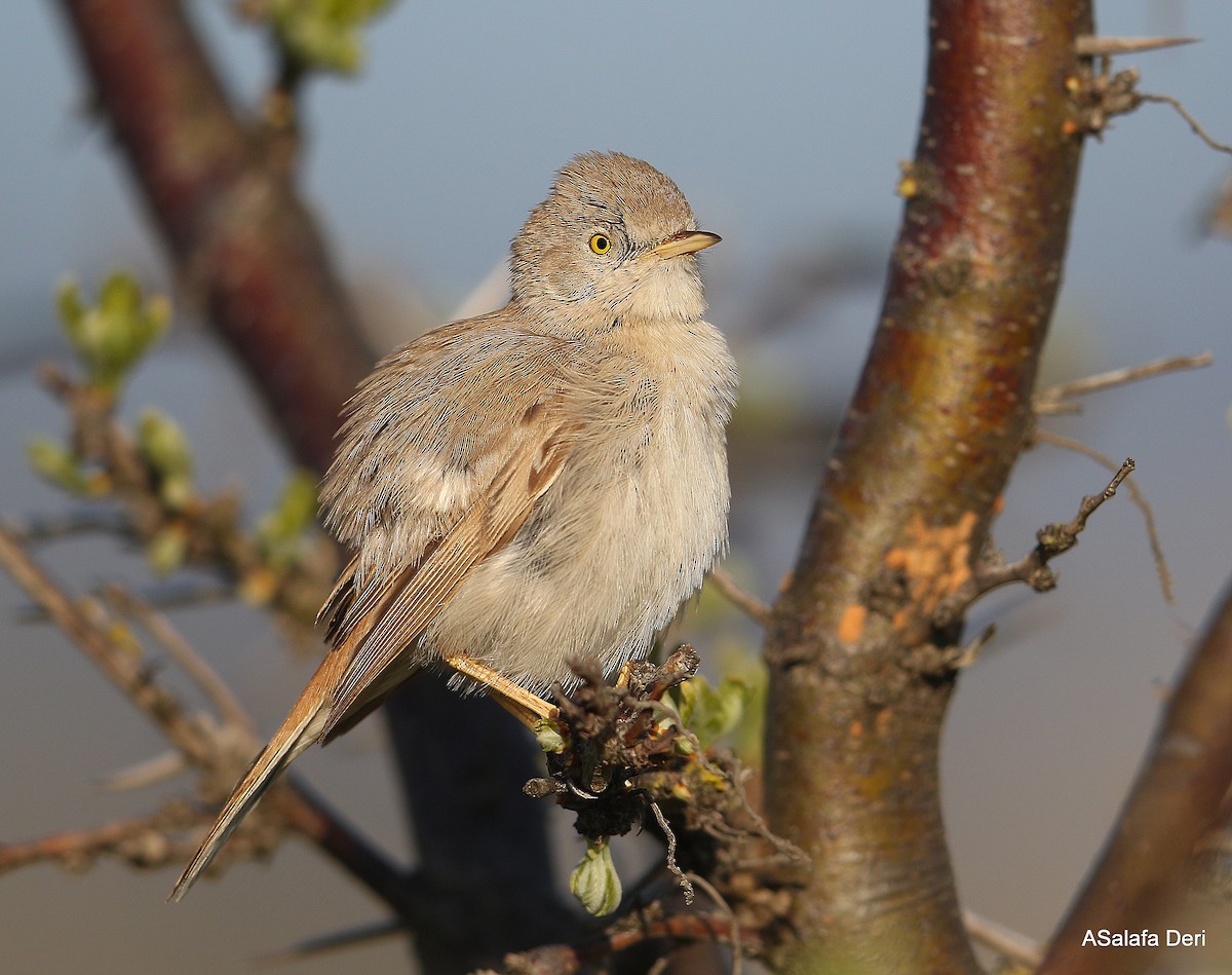 Asian Desert Warbler - ML328382441