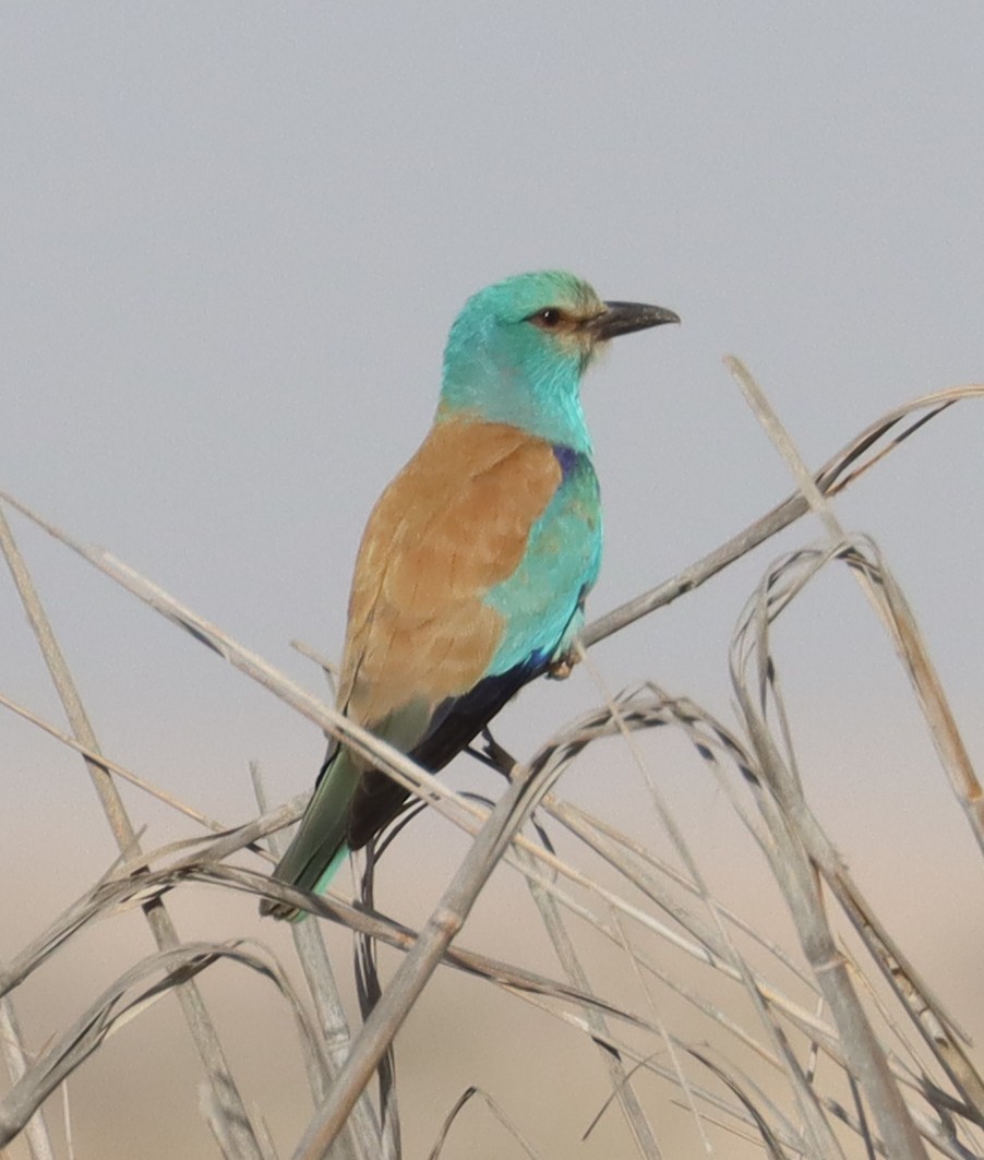 European Roller - Kindra Andrews