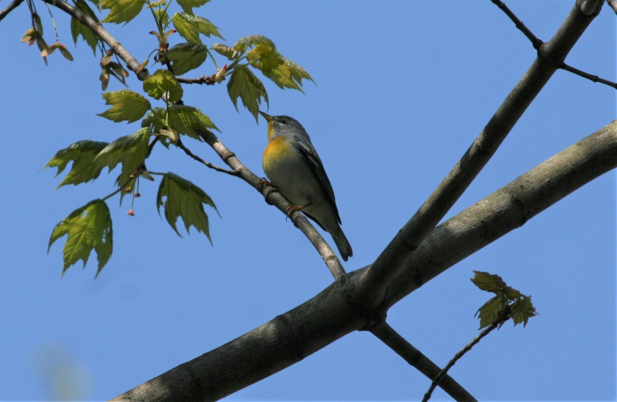 Kuzeyli Parula - ML328383881