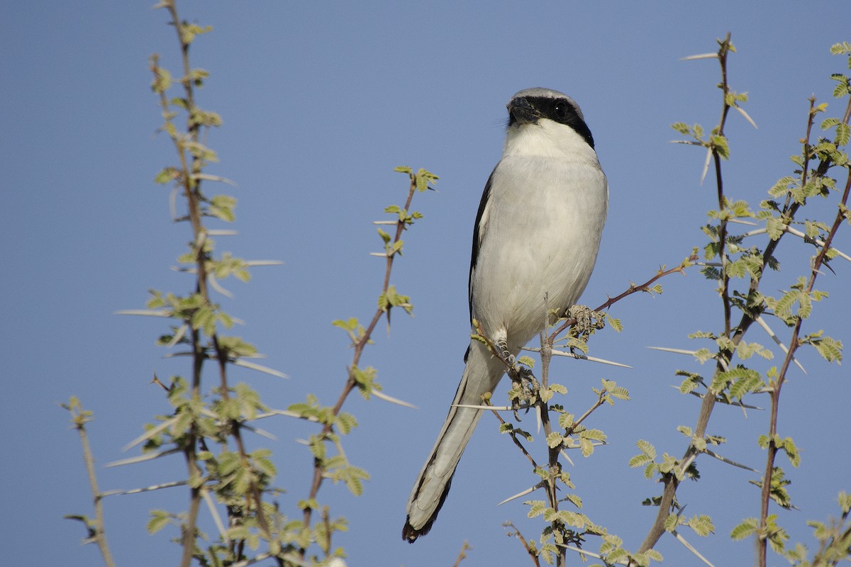 Great Gray Shrike (Arabian) - ML328384531