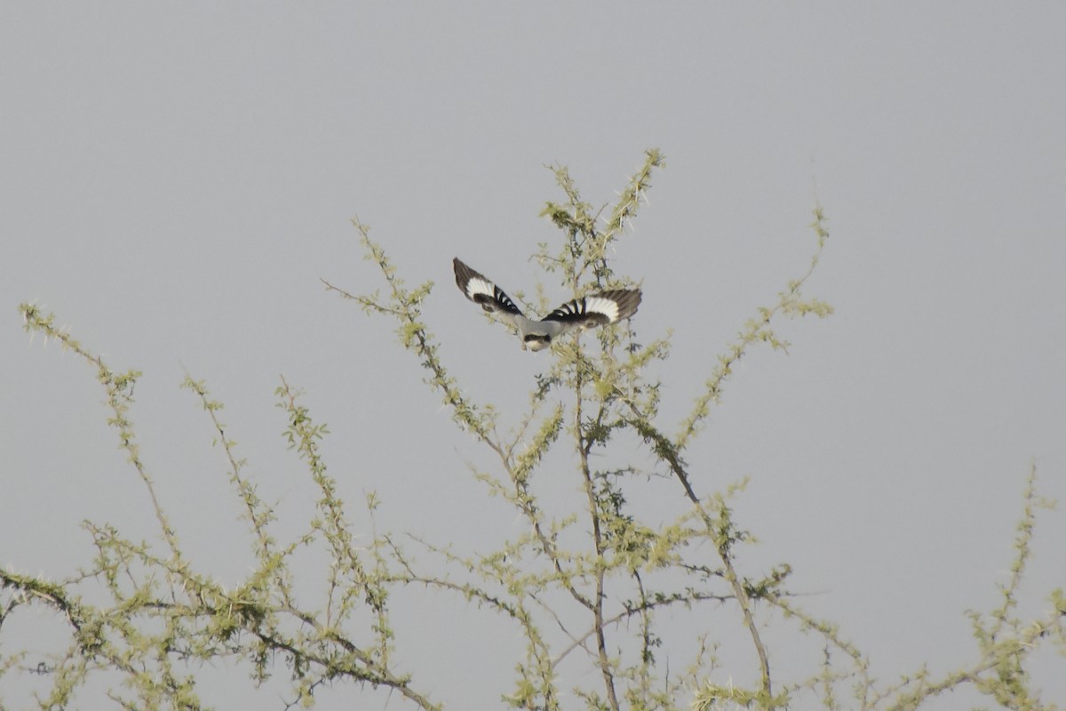 Great Gray Shrike (Arabian) - ML328384561