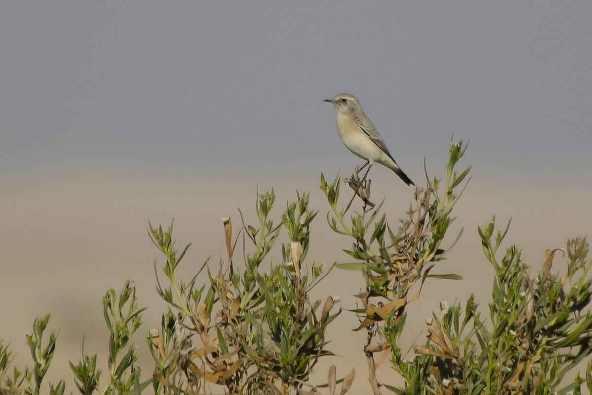 Desert Wheatear - ML328384611