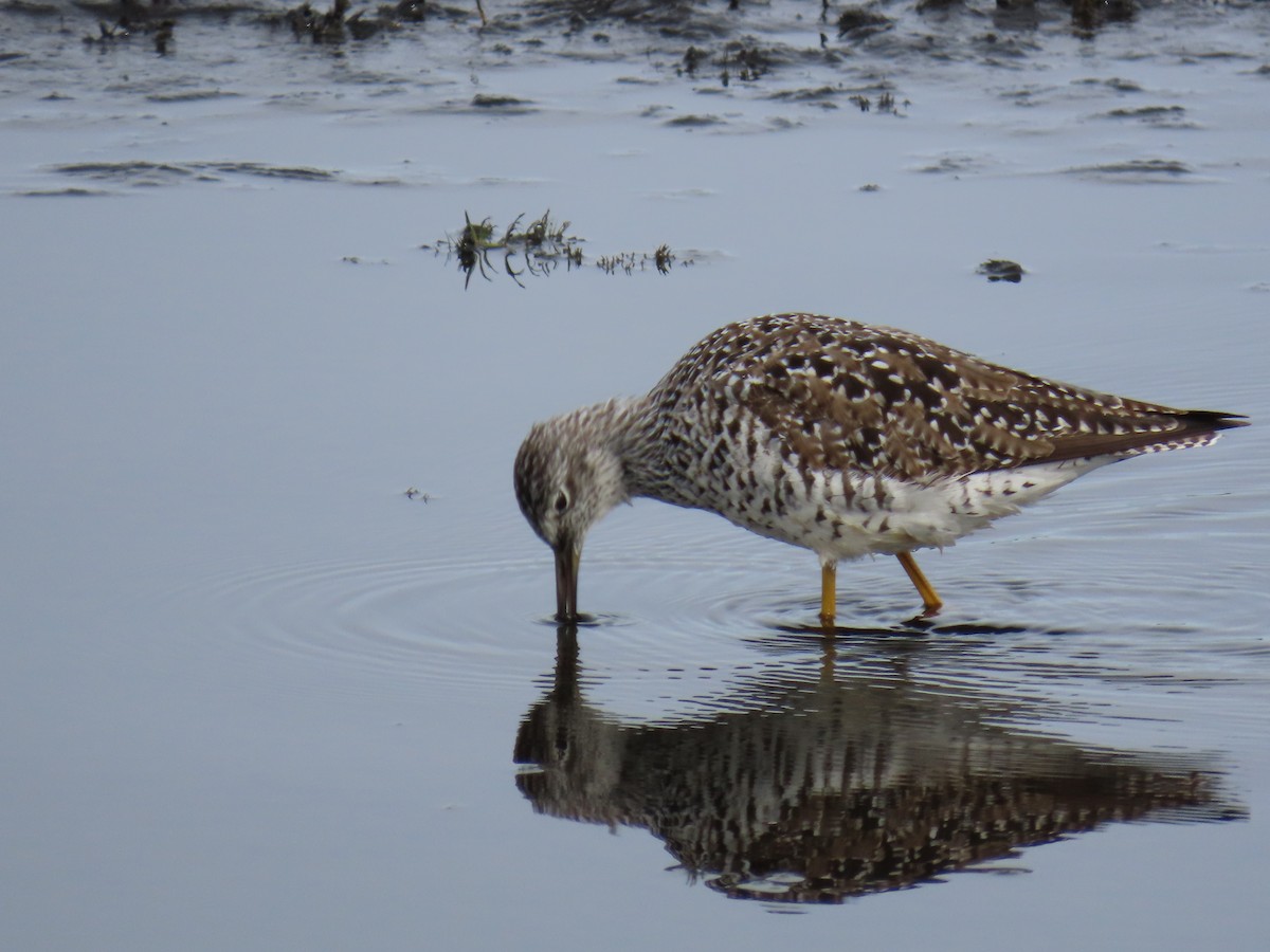 Greater Yellowlegs - Jim Frank