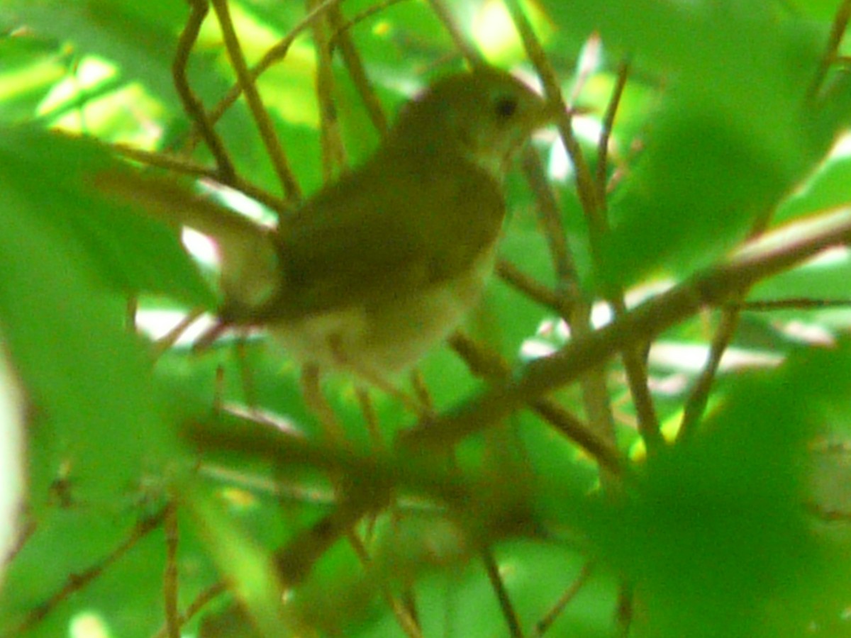 Hermit Thrush - Da Lo