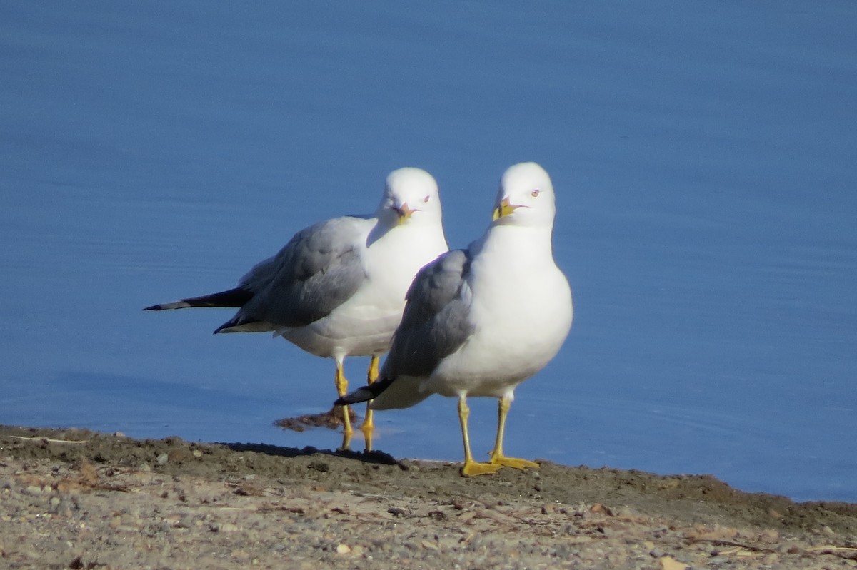 Ring-billed Gull - ML328388261