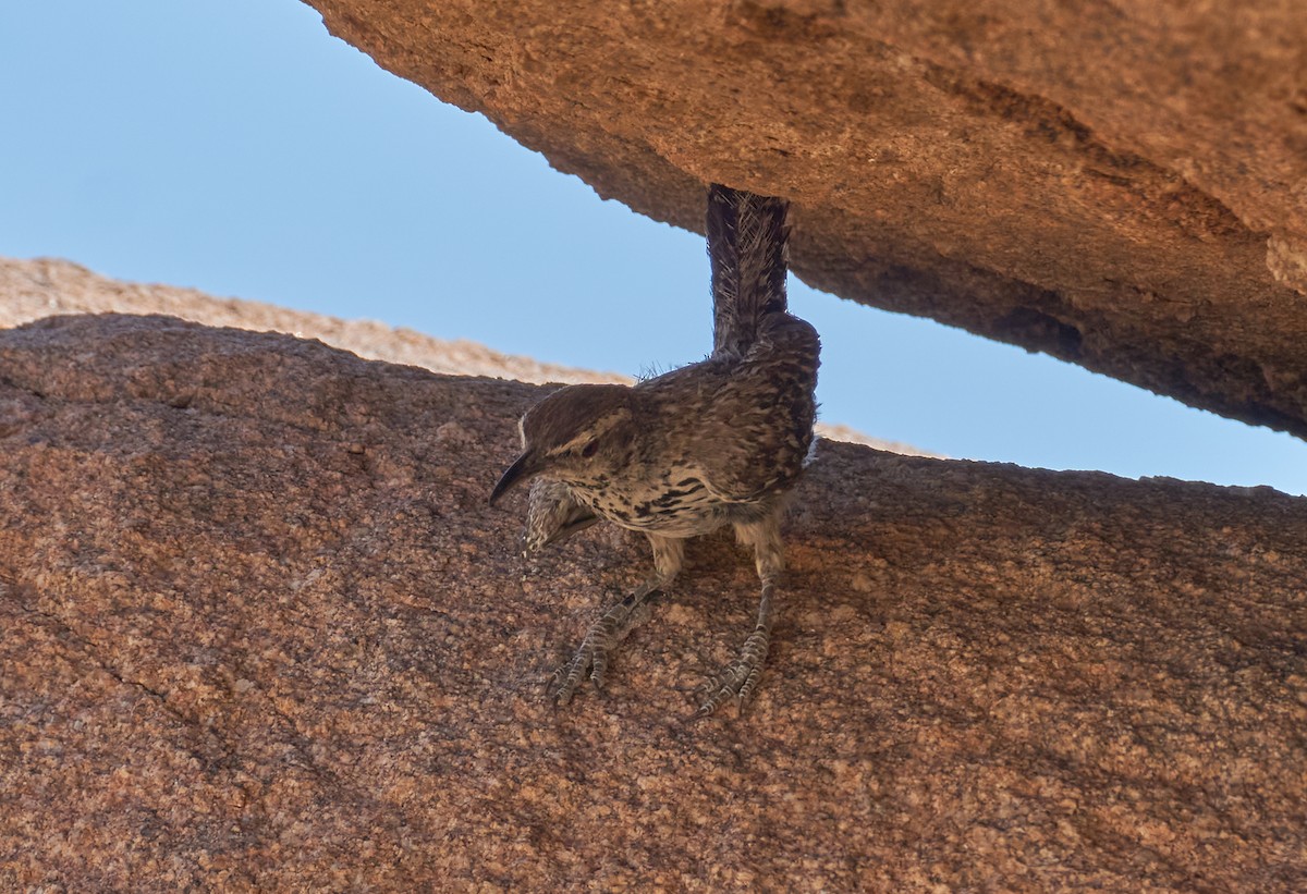 Cactus Wren - Grigory Heaton