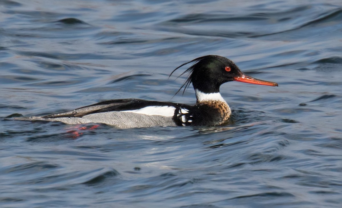 Red-breasted Merganser - Darlene Friedman