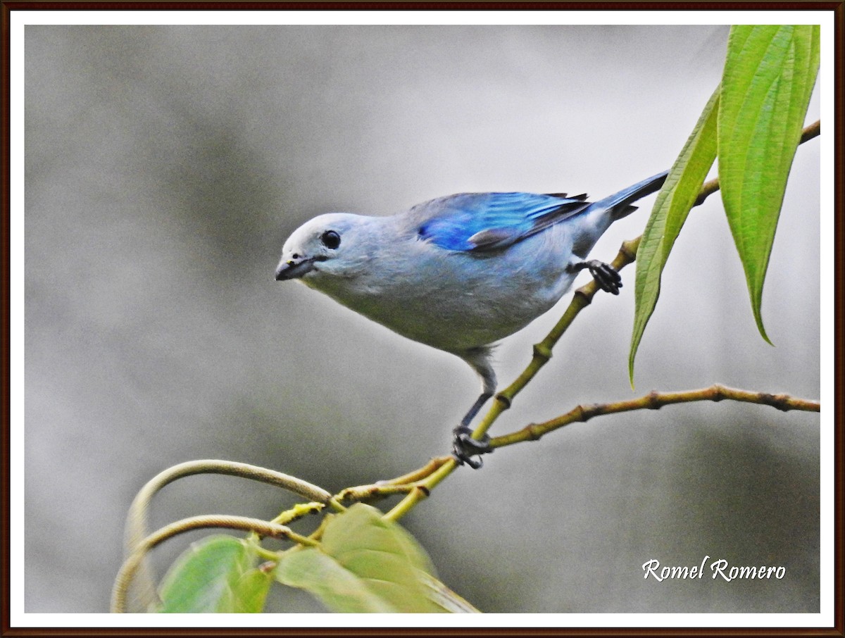 Blue-gray Tanager - Romel Romero