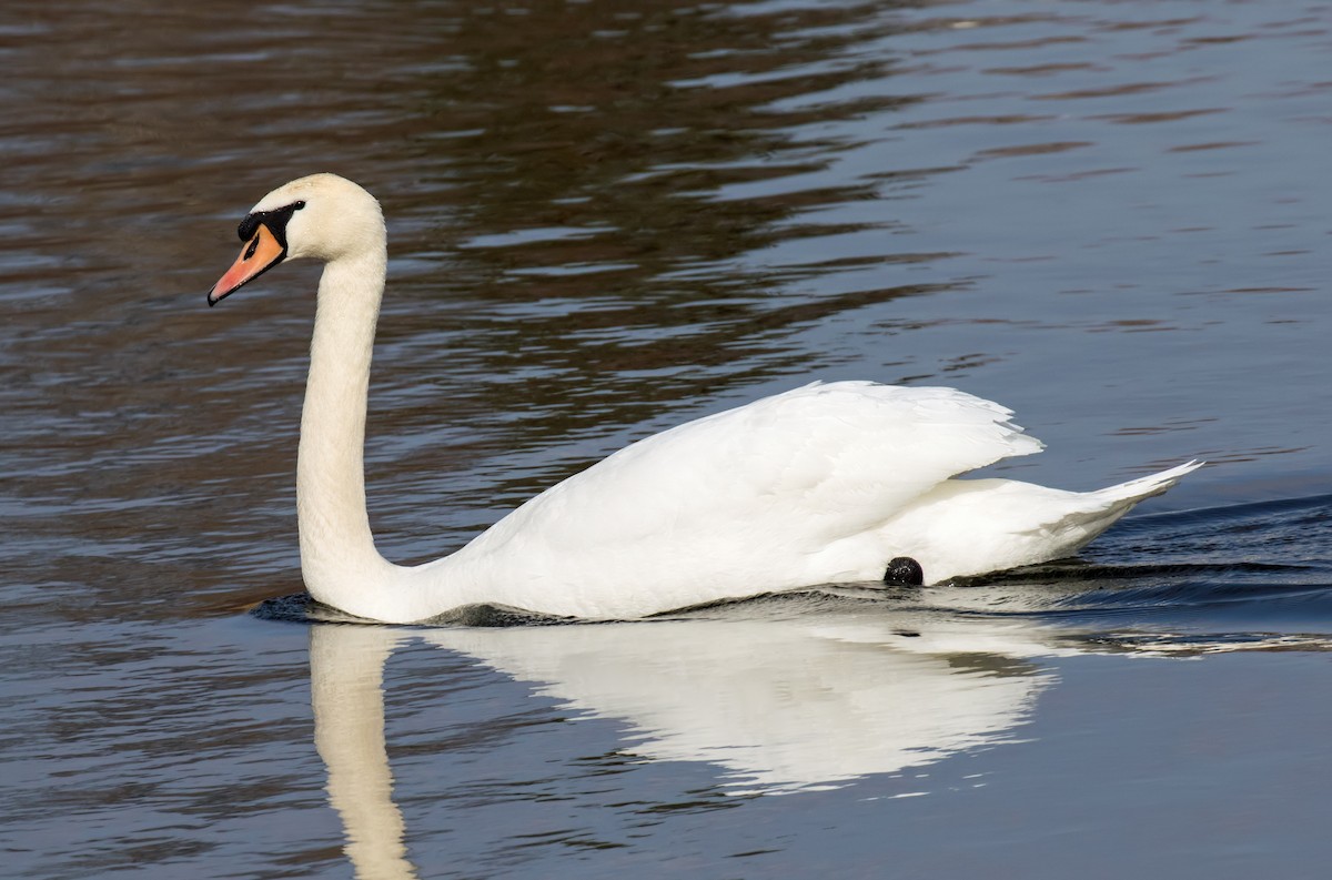 Mute Swan - ML328391511