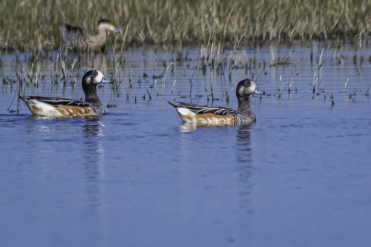Chiloe Wigeon - Amed Hernández