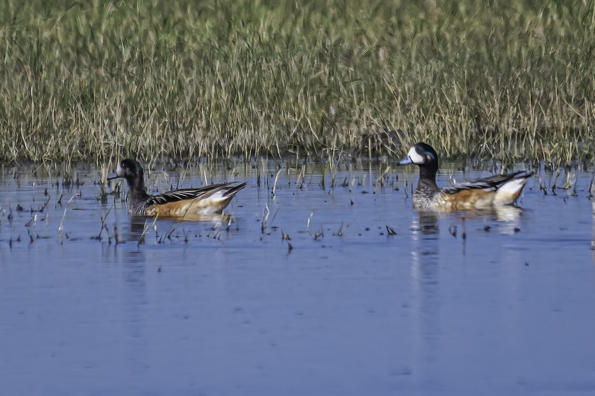 Chiloe Wigeon - ML328391711