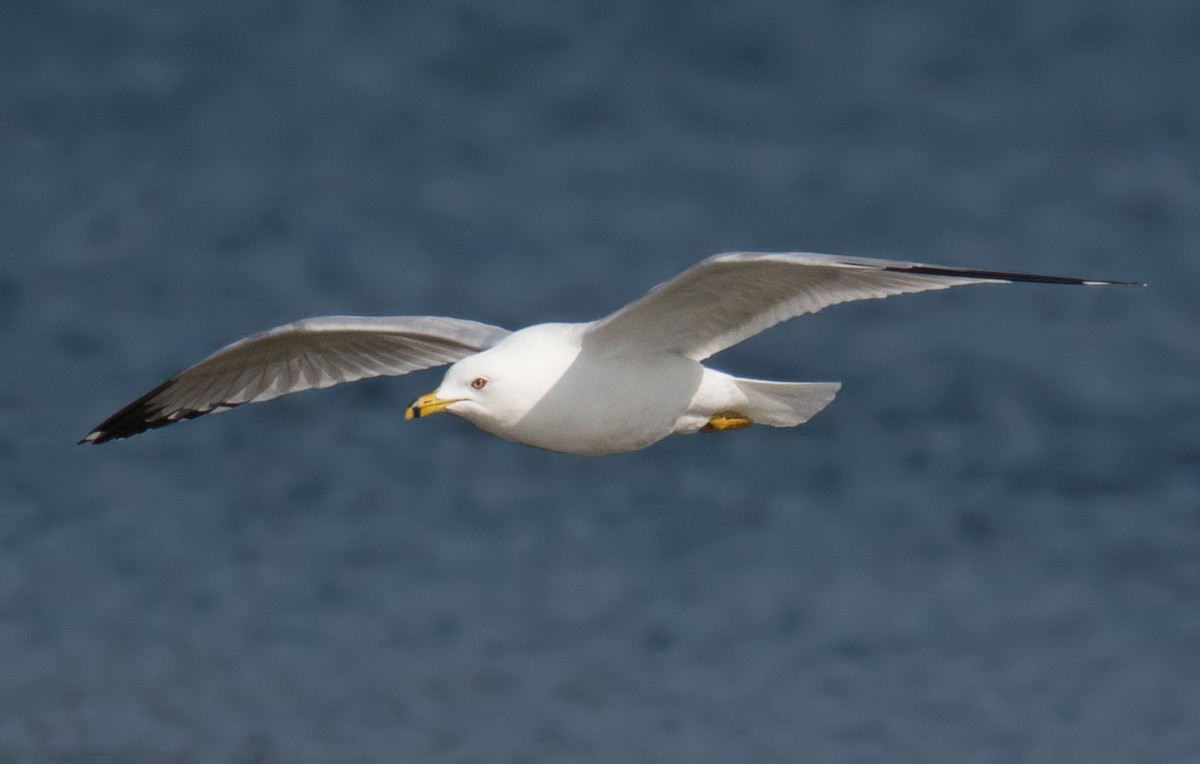 Ring-billed Gull - Darlene Friedman