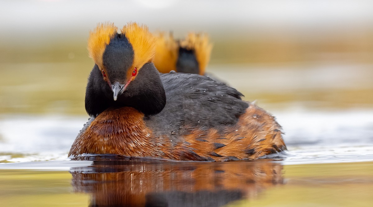 Horned Grebe - ML328391951