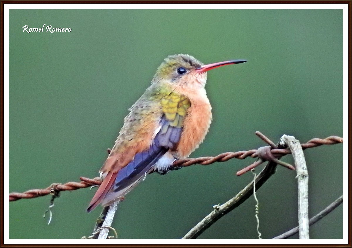 Cinnamon Hummingbird - Romel Romero