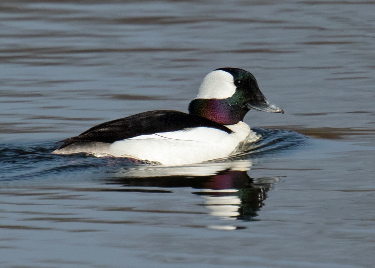 Bufflehead - ML328393201