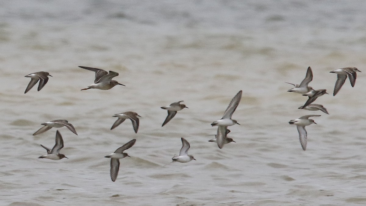 Semipalmated Sandpiper - ML32839431