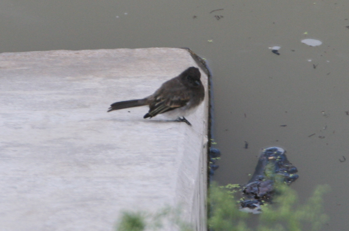 Black Phoebe - ML32839781