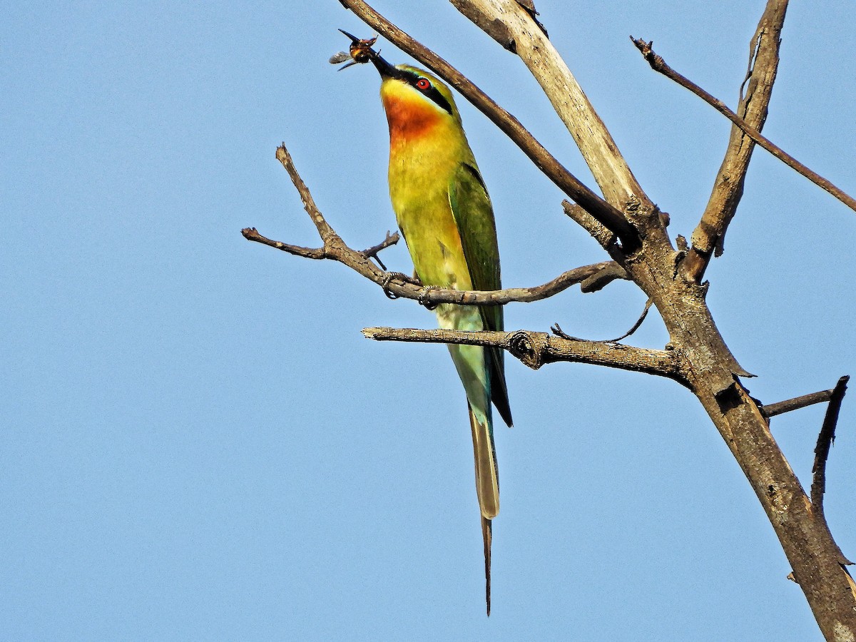 Blue-tailed Bee-eater - Ravi Iyengar