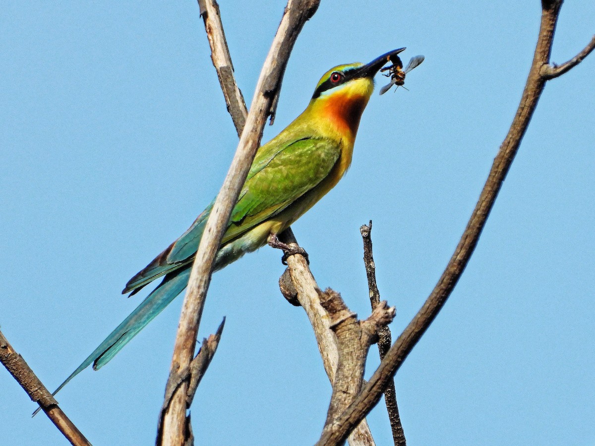 Blue-tailed Bee-eater - ML328399511