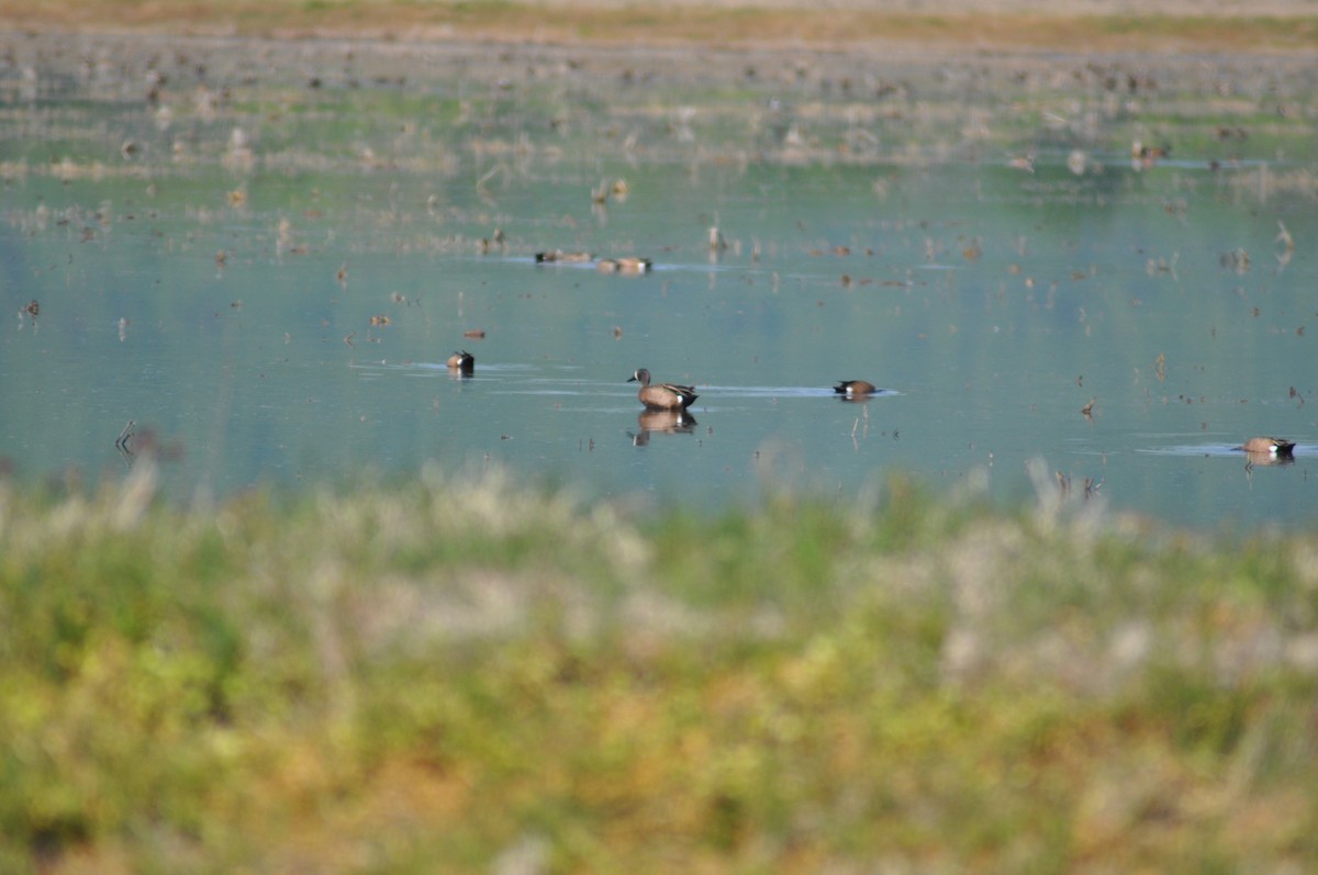 Blue-winged Teal - ML328399551