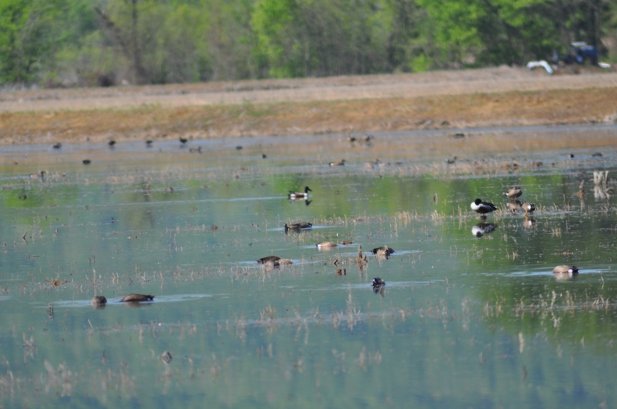 Northern Shoveler - ML328399591