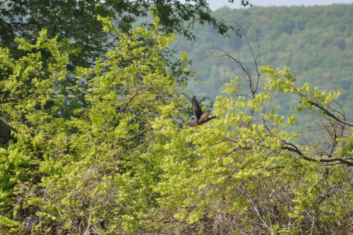 Wood Duck - ML328399601