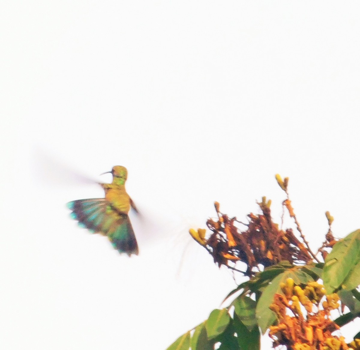 kolibrík ocelovořitý - ML328399621