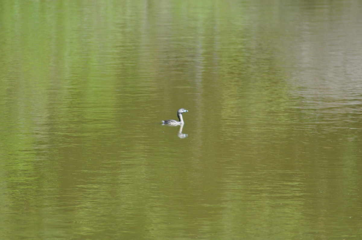 Pied-billed Grebe - ML328399651