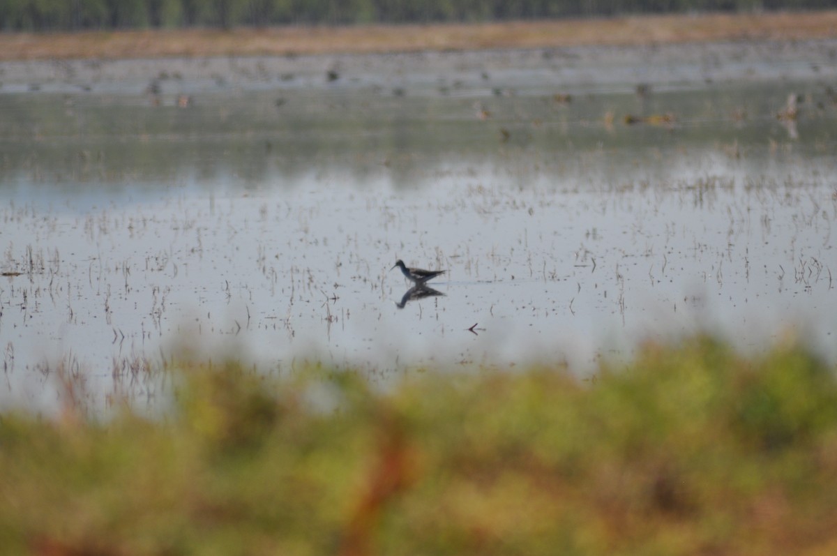 Greater Yellowlegs - ML328399691