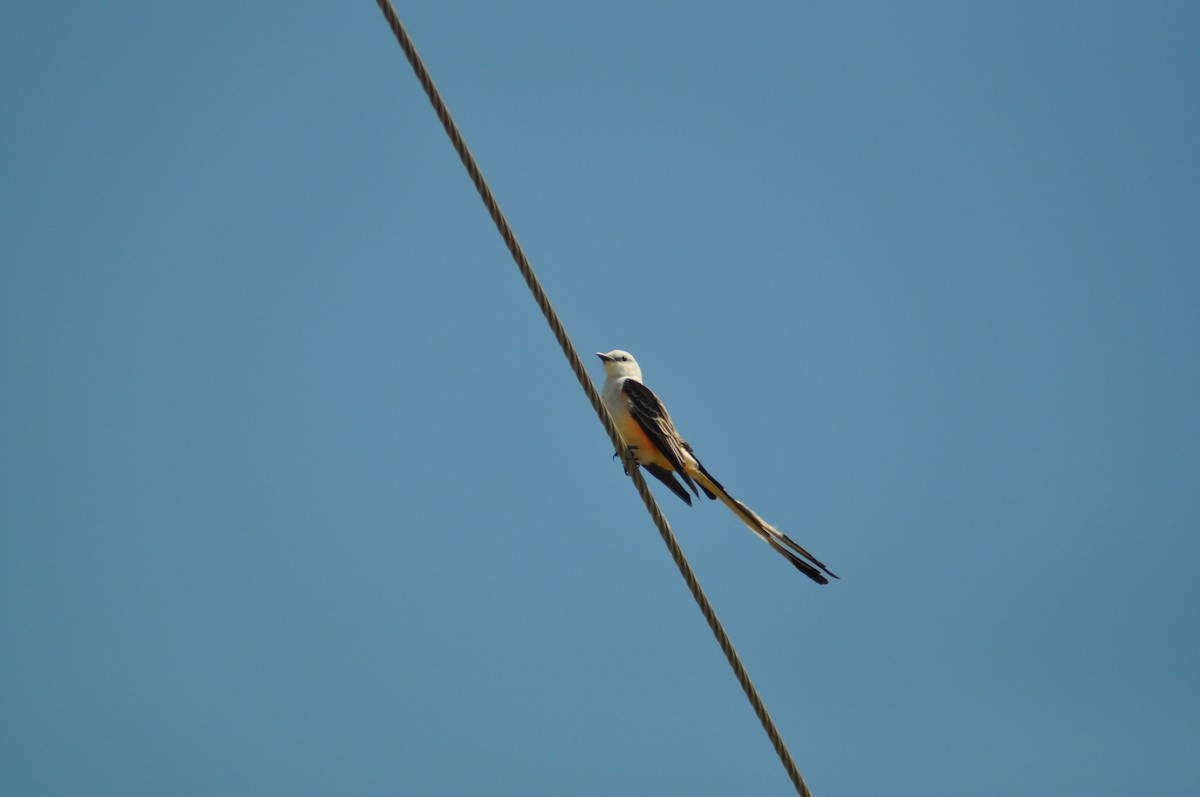 Scissor-tailed Flycatcher - Leah Crenshaw